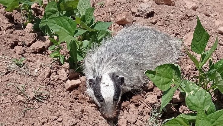 Gercüş’te nesli tükenmekte olan porsuk görüntülendi