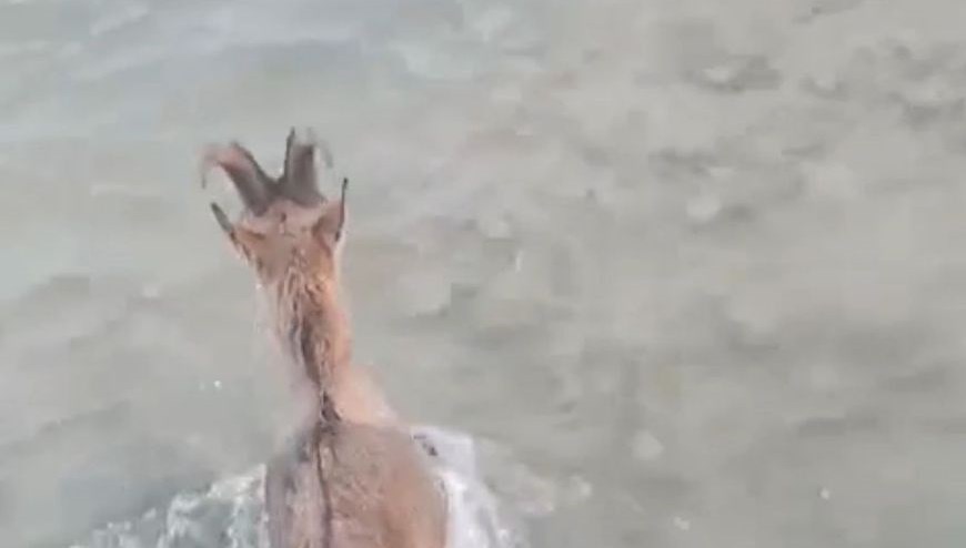 kurtlardan kacarken gole dustu 1xg6UrRr