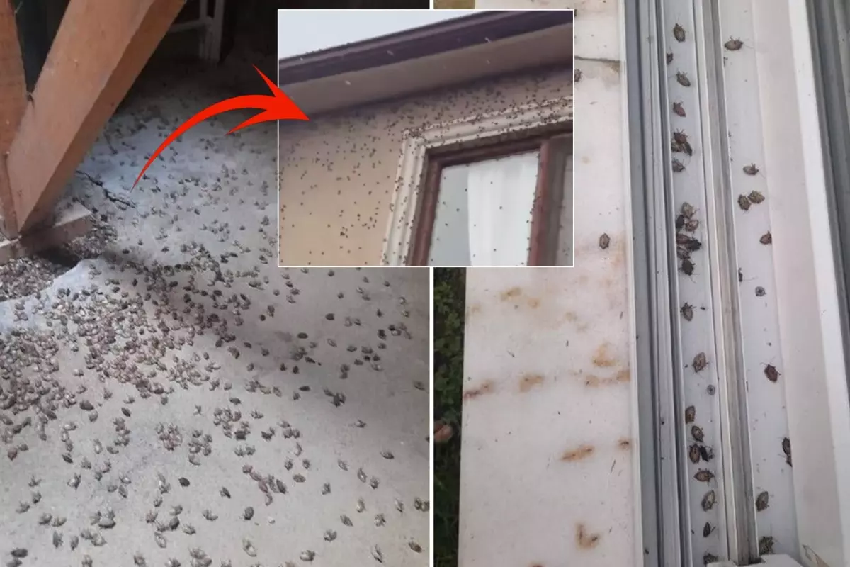 dunyanin sonunu getirecegi soylenen bocekle ilgili korkutan uyari tum turkiyeye yayilabilir BadN3pUz