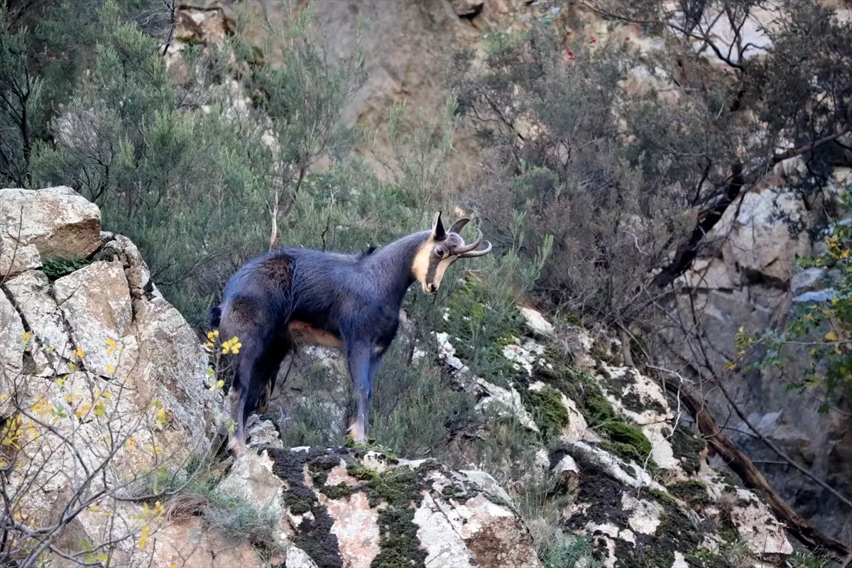 gumushanede cengel boynuzlu dag kecileri goruntulendi ik7wi1OD.jpg