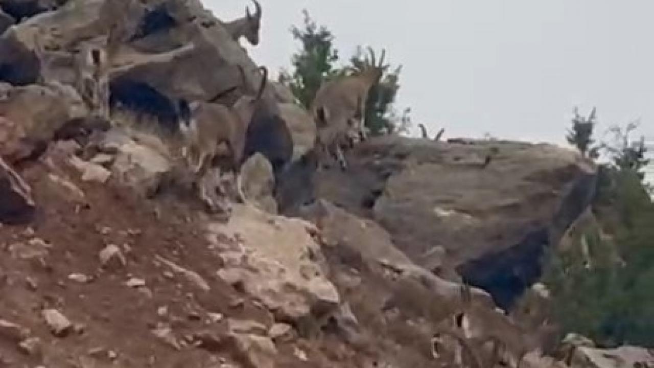 Elazığ’da dağ keçileri sürü halinde görüntülendi