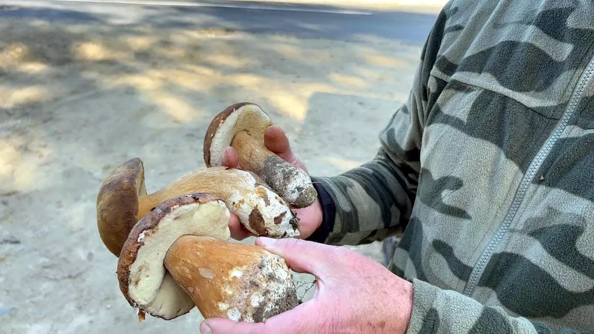 kuraklik mantarlari vurdu fiyatlar 500 tlye yukseldi bBROyZtu.jpg