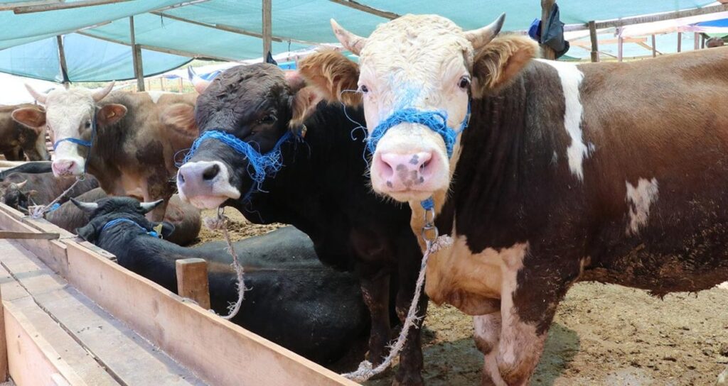 resmi-aciklama-yapildi-trakyaya-kurbanlik-hayvan-sokulmayacak-hLX8nmEX